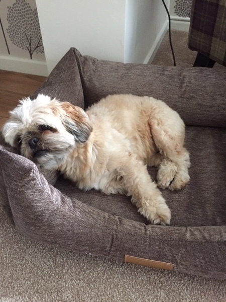 Want to test a Sleepeezee personalised dog bed? Sign up here! - NOW CLOSED
