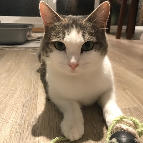Adopting a rescue: tips for intro to existing cat!