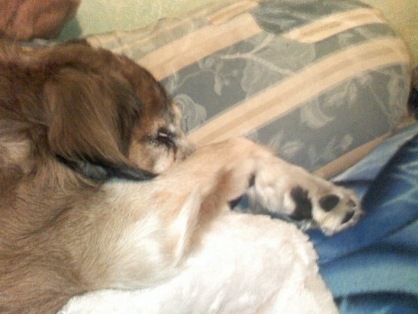 Want to test a Sleepeezee personalised dog bed? Sign up here! - NOW CLOSED