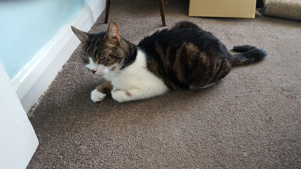Pilling the cat: 100 easy steps