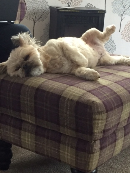 Want to test a Sleepeezee personalised dog bed? Sign up here! - NOW CLOSED