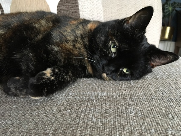 Westminstenders: 30 days to save us all!