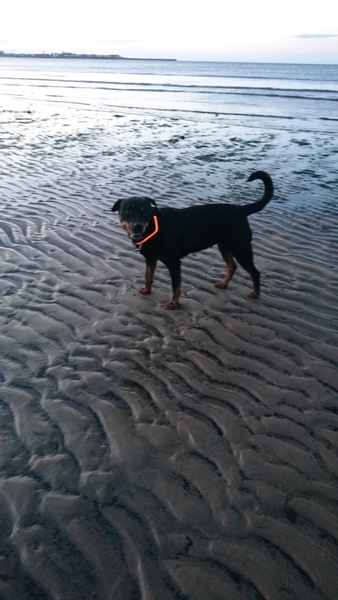 It's International Dog Day! Show us your lovely dogs.