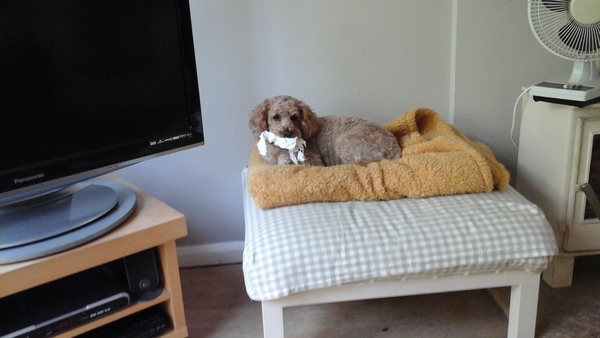 My dog loves tissues! What's your dogs strange weakness?