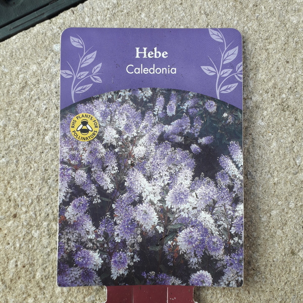 Hebe Caledonia