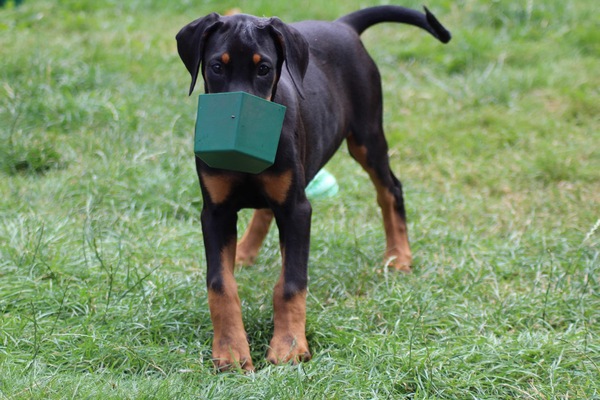 To have Puppy Anxiety?