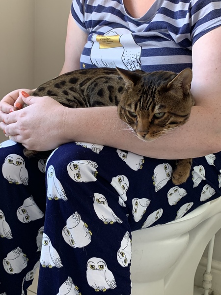Adopting a retired Bengal stud??