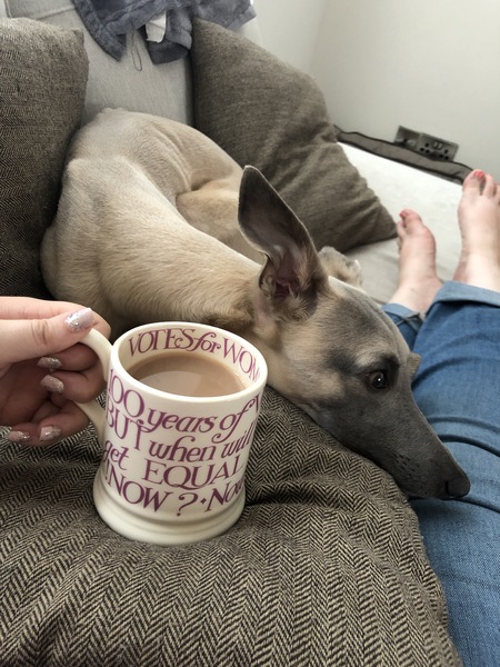 Want to test a Sleepeezee personalised dog bed? Sign up here! - NOW CLOSED