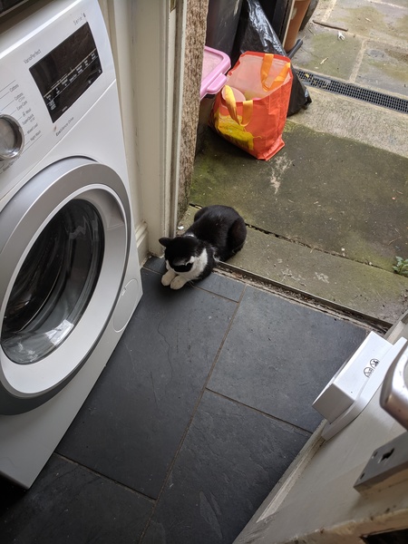 Pilling the cat: 100 easy steps