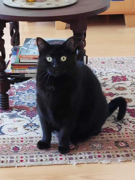Happy Black Cat appreciation day.