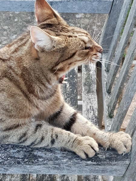 Next door's -thug- cat