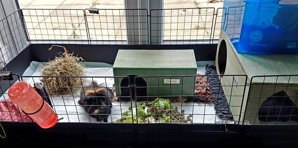Old GP hutch for bunnies, any issues?