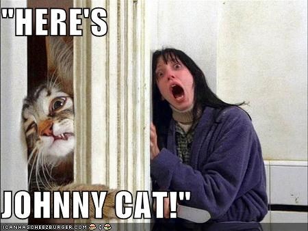 Next door's -thug- cat