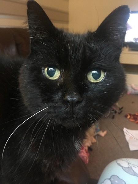 Happy Black Cat appreciation day.