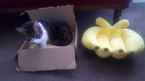 Pilling the cat: 100 easy steps