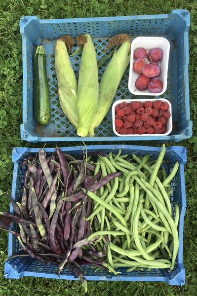 Allotment/Veg Patch Thread 14 ! growing into summer