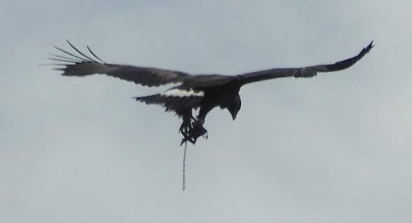 Eagle flying round with a trap on it's legs