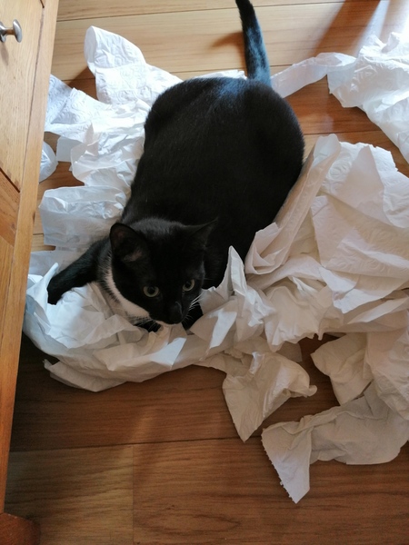 Happy Black Cat appreciation day.