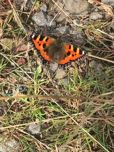 Butterflies ... Have you seen many this year?
