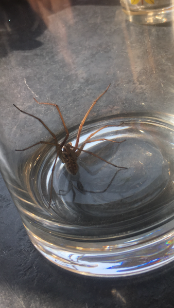 Spider alert!!!!