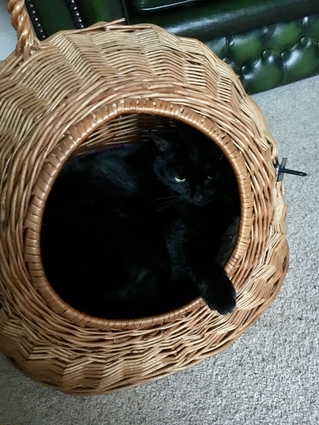 Happy Black Cat appreciation day.
