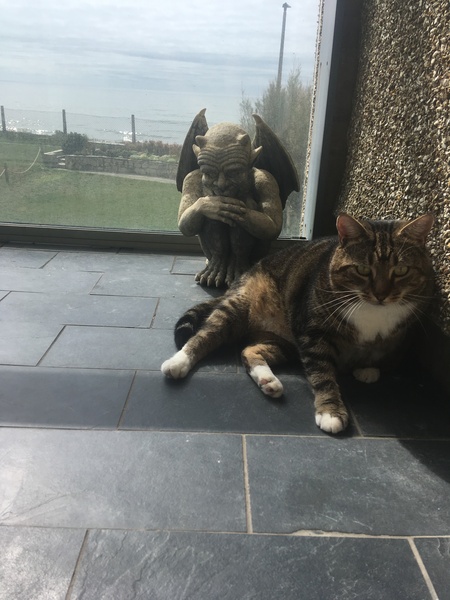 Can cats live on plain cooked meat?