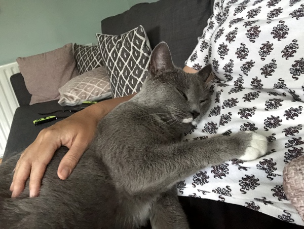 I want a cat, but how do I make sure I get one that’s not an arsehole?