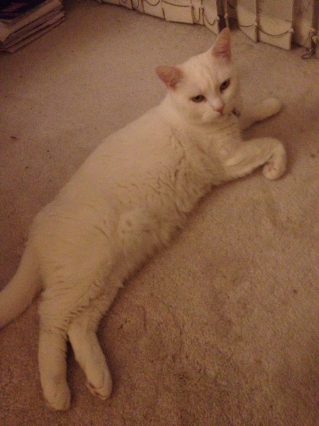 We're getting a cat.