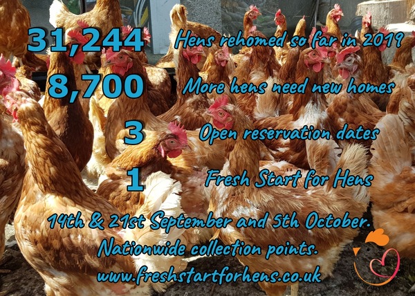 Fresh Start For Hens