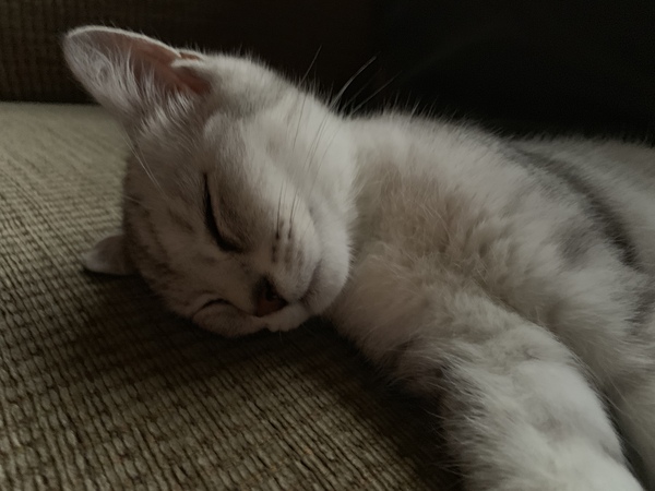 Most affectionate cat ever