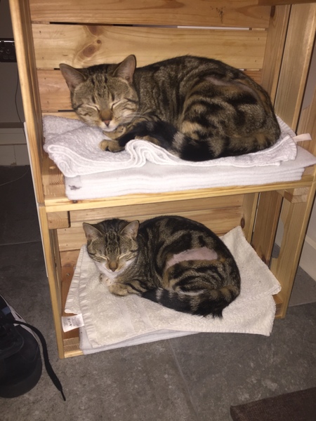 Getting a cat- the basics please!