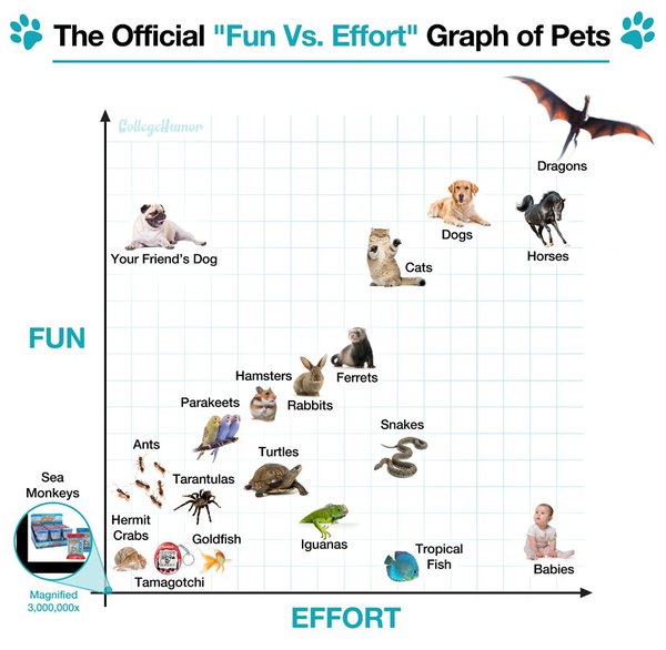To ask what is the worst pet you have ever had?