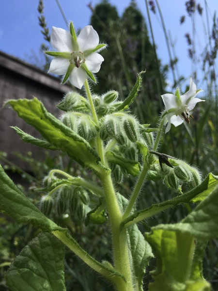 Any Witches Here? Part 9.