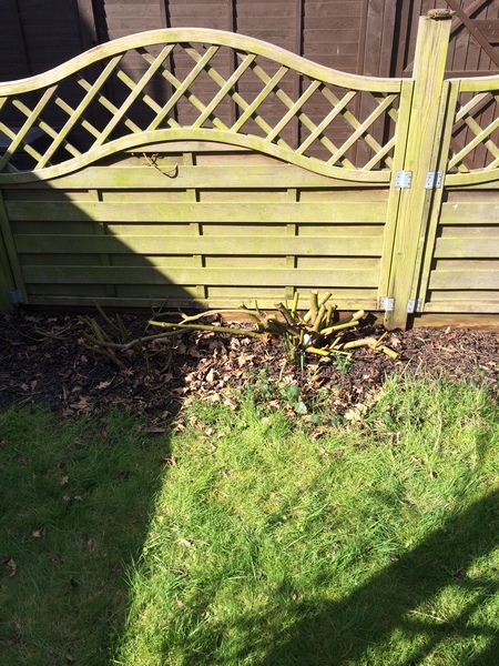 Autumn/Winter container gardening