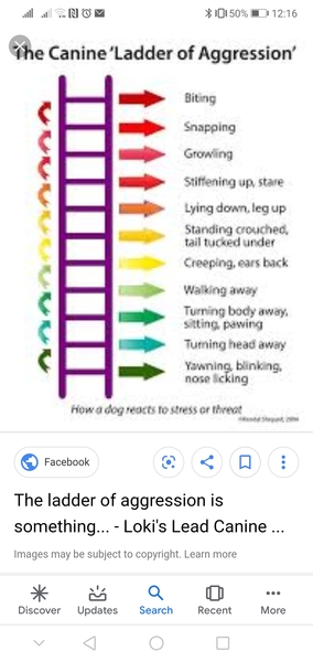 Wwyd if a family members dog but your child on the face?