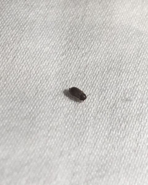 Help me identify these bugs