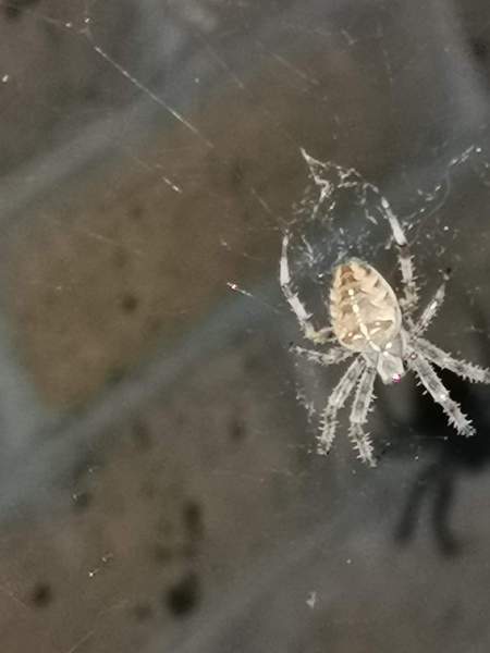 Can anyone identify this spider