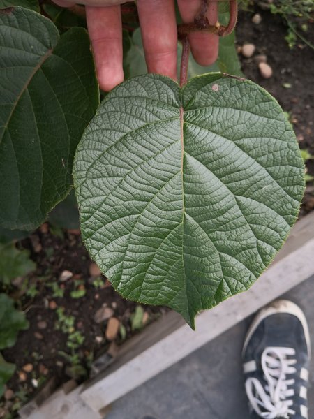 Plant identification help!?!