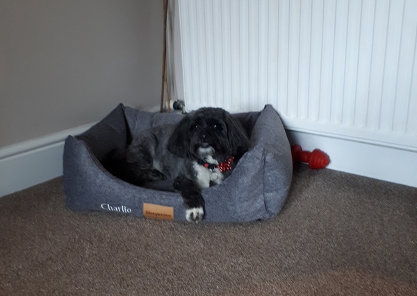 Want to test a Sleepeezee personalised dog bed? Sign up here! - NOW CLOSED