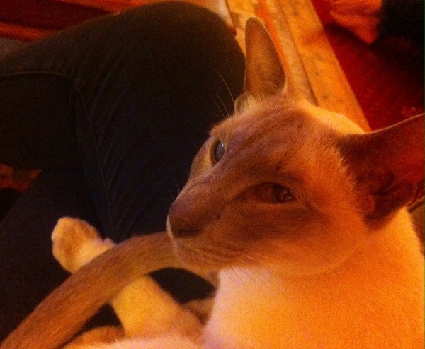 Westminstenders: Game On?