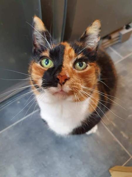 Tortoiseshell cats