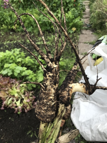 Westminstenders: Charge!!!!