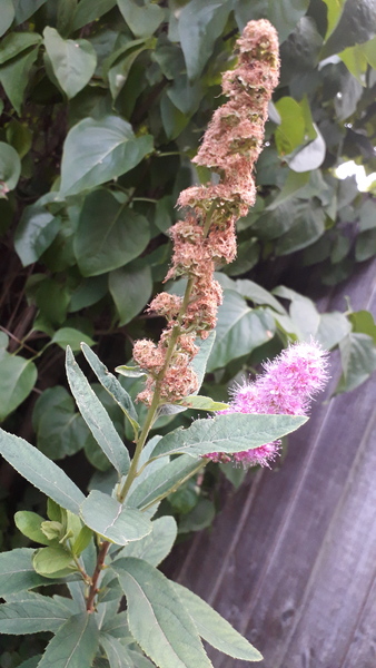 Can anyone ID this perennial