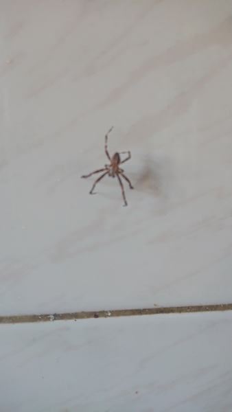Go home spider. Go home!