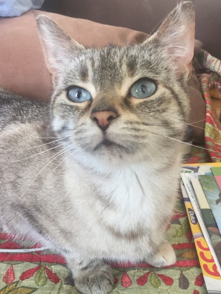 Abandoned cat dilemma
