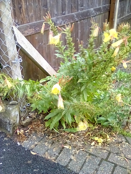 Evening Primroses