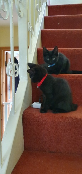 Happy Black Cat appreciation day.