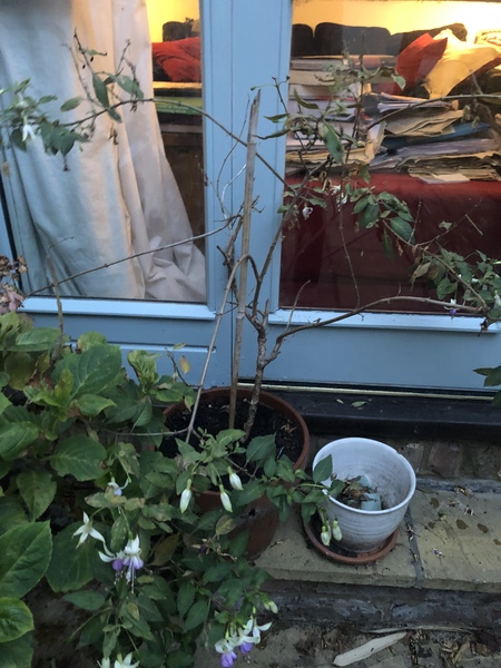 Fuchsia pruning help please!
