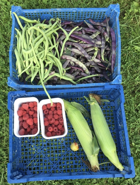 Allotment/Veg Patch Thread 14 ! growing into summer