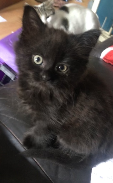 Can anyone help me sex new kitten?